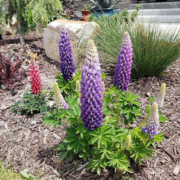 Wholesale nursery products