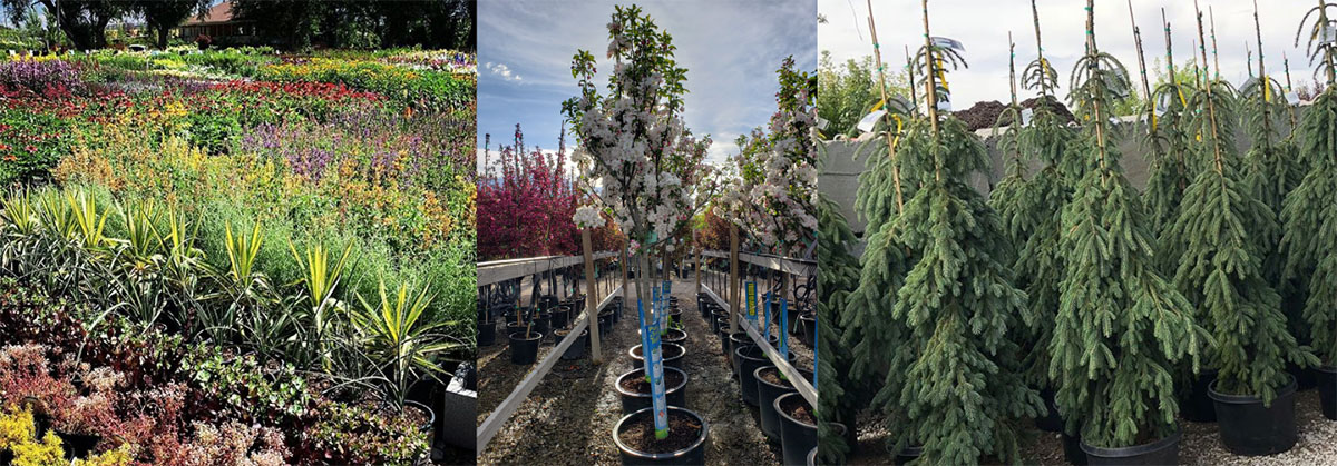 Contact Thrive Nursery for plants