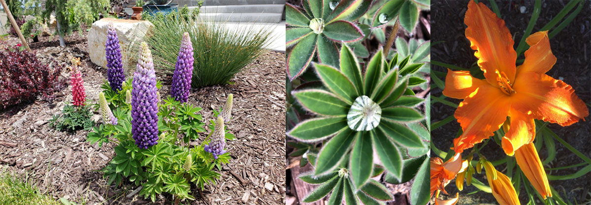 About Thrive Nursery