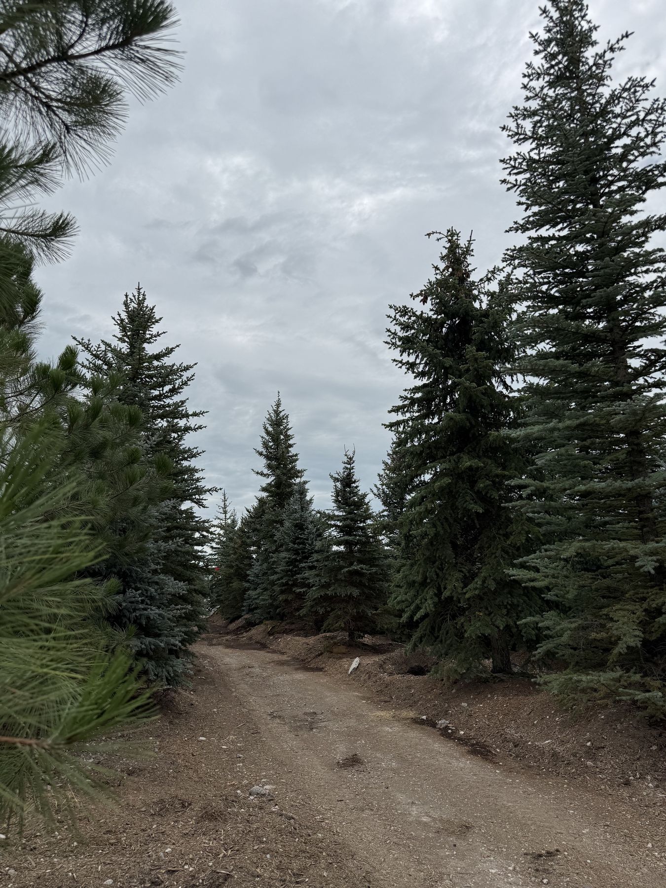 Balled-and-burlapped evergreens lining the yard at Thrive Nursery