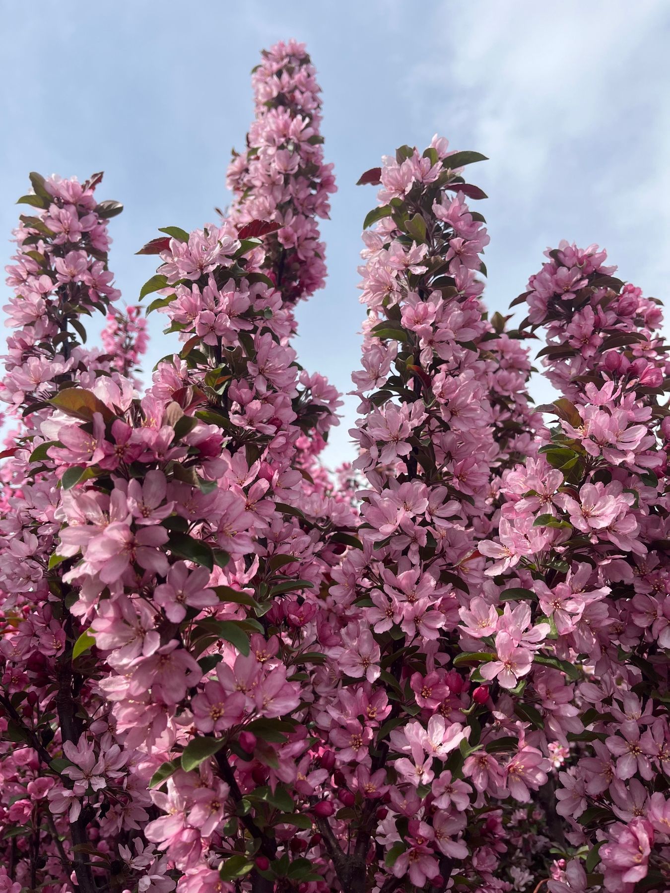 Flowering Trees at Thrive Nursery